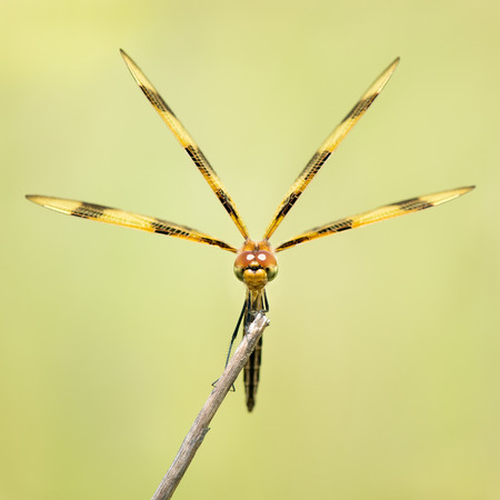 Frontal Portrait of a Halloween Pennant  Dragonfly Against a Green Backgroundの写真素材