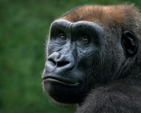 3/4 Portrait of a Western Lowland Gorilla Against a Green Backgroundの写真素材