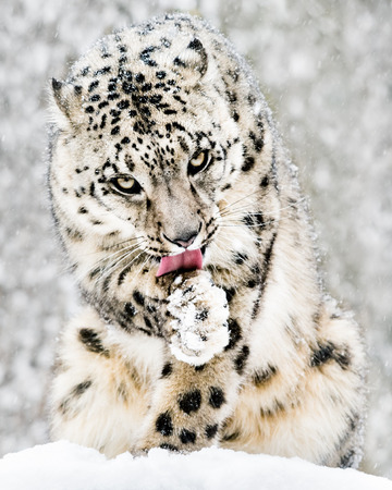 Frontal Portrait of a Snow Leopard Licking It's Paw in Snowfallの写真素材