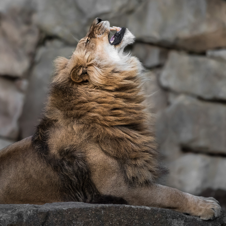 Profile Portrait of African Lionの写真素材