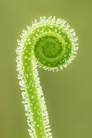 Closeup of a Sundew Tendrilの写真素材