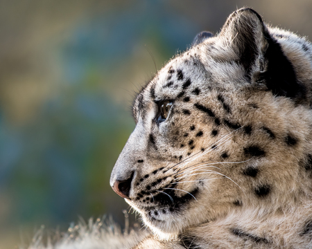Profile Portrait of Snow Leopard in Snow