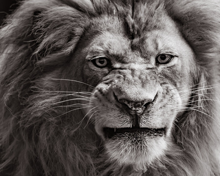 Frontal Portrait of an African Lion in Black and White Sepiaの写真素材