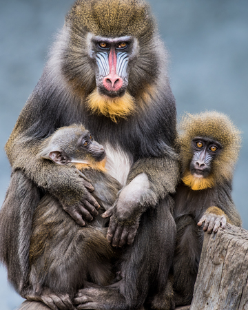 Frontal Portrait of a Mandrill Family Against a Mottled Blue Backgroundの写真素材