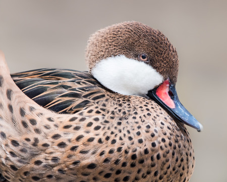 Profile Portrait of a Female Mandarin Duck Against a Light Brown Backgroundの写真素材