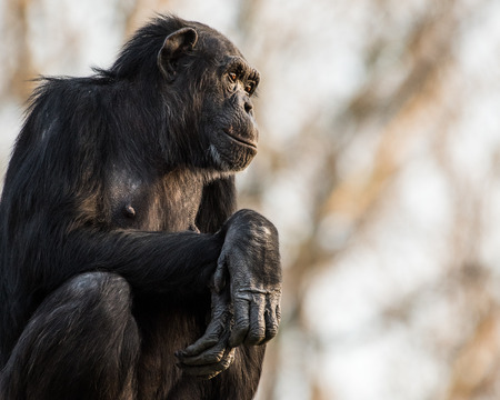 Profile Portrait of a Sitting Elder Chimpanzee Against a Blurred Tree Background
