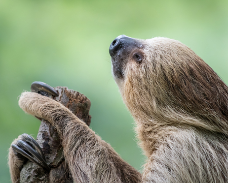A Profile Portrait of a Two-Toed Sloth Sleeping on a Branchの写真素材