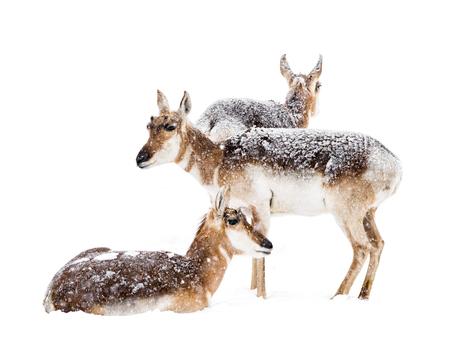 A Group of Three Pronghorns Resting in the Snowの写真素材