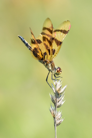 Profile Portrait of a Halloween Pennant Dragonfly Perched on a Grass Stalkの写真素材