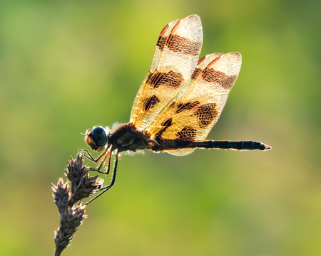 Profile Portrait of a Backlit Halloween Pennant  Dragonfly Against a Green Background