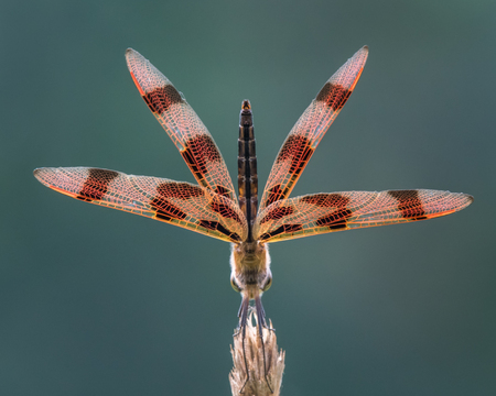 Halloween Pennant in Obelisk Posture From Below and Behindの写真素材