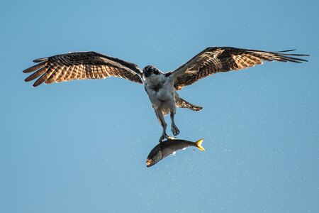 Backlit Osprey in Flight After Catching a Menhaden Fishの写真素材
