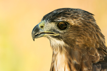 Profile Portrait of a Red-Tailed Hawk Against a Yellow Backgroundの写真素材