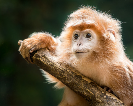 Portrait of a Baby Ebony Langur On a Branch Against a Dark Backgroundの写真素材