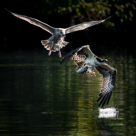 Gull Chasing Osprey with Caught Fishの写真素材