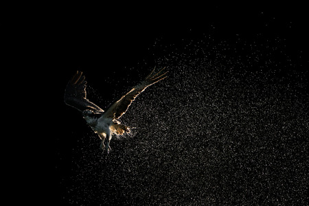 Osprey in Flight Shaking Off Water After Diving in Waterの写真素材