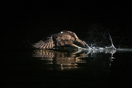 Osprey in Flight Taking Off From Water After Catching a Menhaden Fishの写真素材