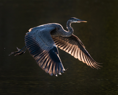 Backlit Great Blue Heron Taking off from Waterの写真素材