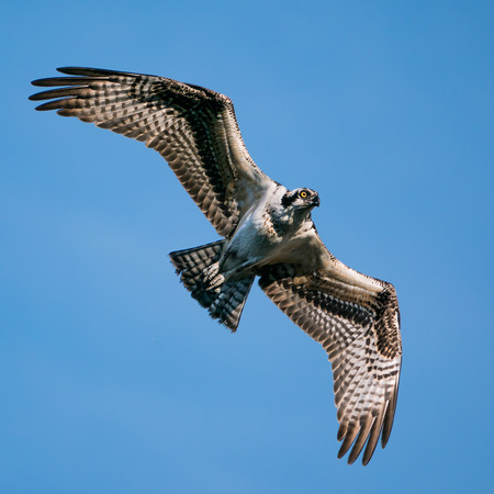 Osprey in Flight Against Blue Skyの写真素材