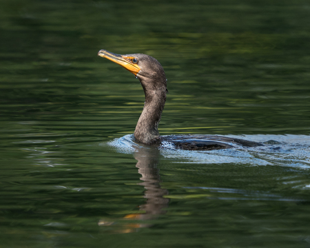 Partially Submerged Cormorant Floating in Riverの写真素材