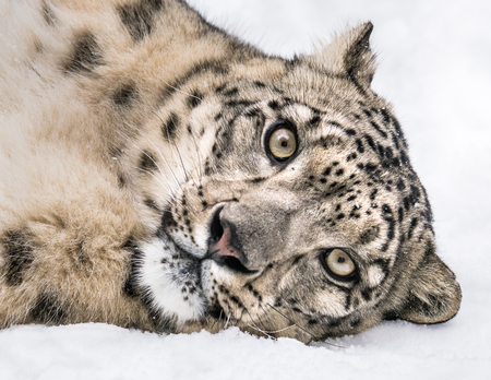 Playful Snow Leopard Rolling in the Snowの写真素材