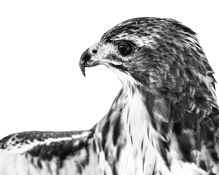 Profile Portrait of a Red-Tailed Hawk Against a White Backgroundの写真素材