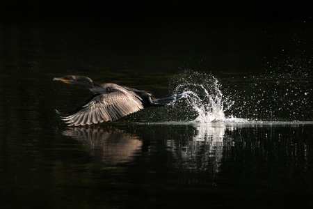 A Coromorant Splashing and Taking Off Over Waterの写真素材