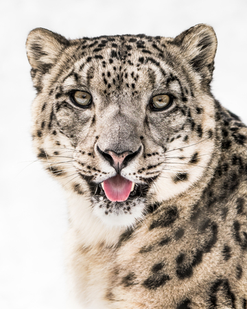Frontal Portrait of Snow Leopard Sticking Its Tongue Out Against a White Backgroundの写真素材
