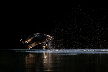 Osprey in Flight Taking Off From Water After Catching a Menhaden Fishの写真素材