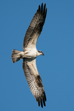 Osprey in Flight Against Blue Skyの写真素材