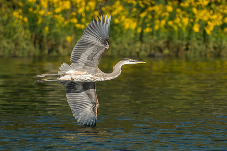 Great Blue Heron Flying Over Waterの写真素材