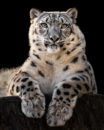 Frontal Portrait of Snow Leopard Against Black Backgroundの写真素材