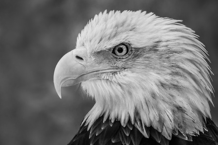 Black and White Profile Portrait of an Juvenile Bald Eagle Against a Mottled Gray Backgroundの写真素材