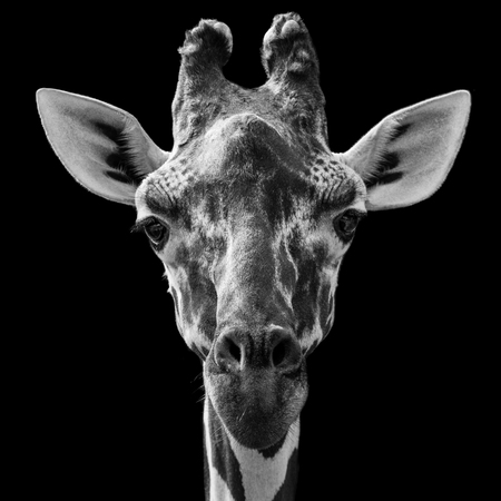 Close Up of a Reticulated Giraffe Against a Black Backgroundの写真素材