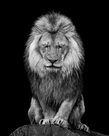 Black and White Portrait of an African Lion WIth Closed Eyesの写真素材