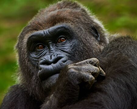 Frontal Portrait of a Western Lowland Gorilla Deep in Thoughtの写真素材