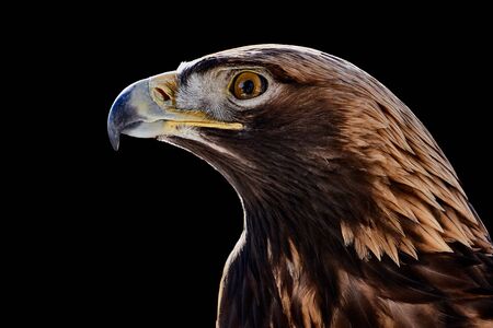 Profile Portrait of a Golden Eagle Against a Black Backgroundの写真素材