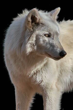 Closeup Profile Portrait of a Gray Wolf Against a Black Backgroundの写真素材