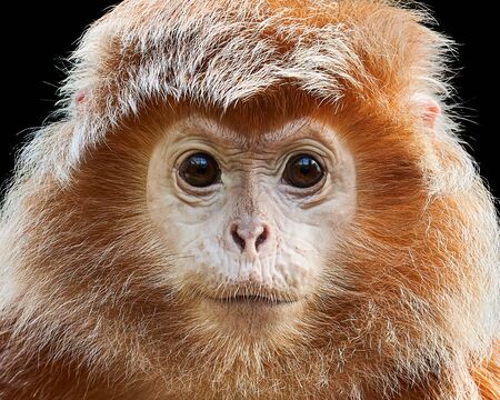 Frontal Portrait of a Ebony Langur Against a Black Backgroundの写真素材