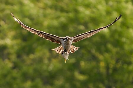 Osprey in Flight After Catching a Menhaden Fishの写真素材
