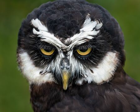 Frontal Portrait of a Spectacled Owl Against a Blurred Green Backgroundの写真素材