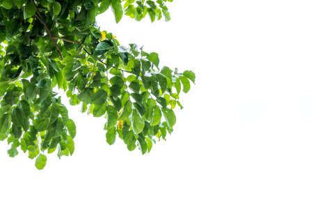 leaves background whiteの写真素材