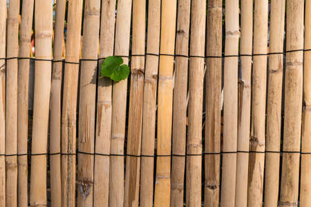 Bamboo with leafの写真素材