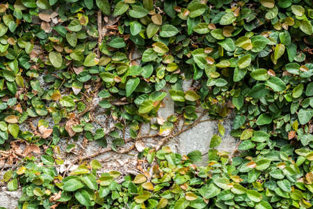 Green plant on the wallの写真素材