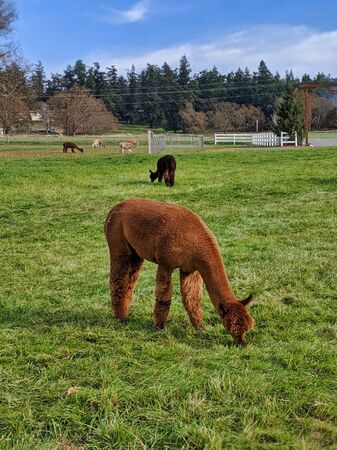 Large herd of alpacas grazing in a field in Northern Washington.の写真素材