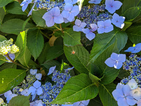 Close up of a spider web woven around light blue flowers on a bushの写真素材