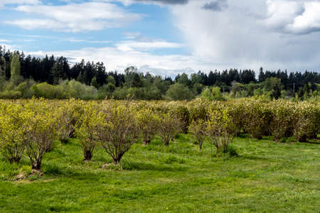 Open view of a large blueberry farm in the pacific northwest on a sunny, cloudy dayの写真素材