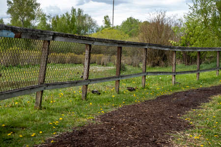 Beautiful view of two ducks walking near a wooden, chain link fence on a farm property, eating dandelionsの写真素材