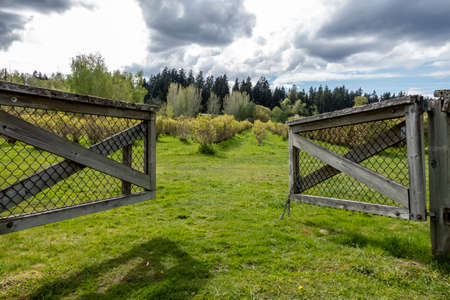 Beautiful view of an open, wooden fence leading into a blueberry farm on a cloudy, sunny day