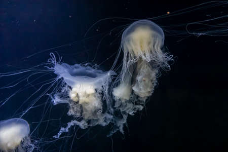 Gorgeous underwater view of egg yolk jellyfish swimming around in the water freelyの写真素材